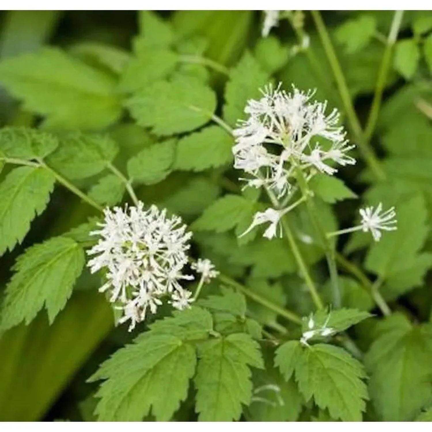 Christophskraut - Actaea erythrocarpa