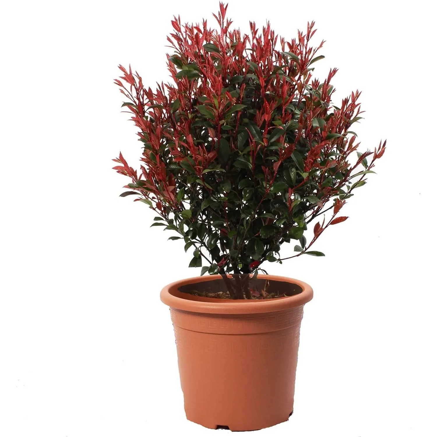 KENTIS Photinia x Fraseri Robusta Compacta Sphere H 70/80 cm Topf Ø 30 cm günstig online kaufen