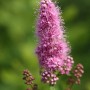 Nahaufnahme der rosa Blüte der Kolbenspiere Triumphans (Spiraea billardii).