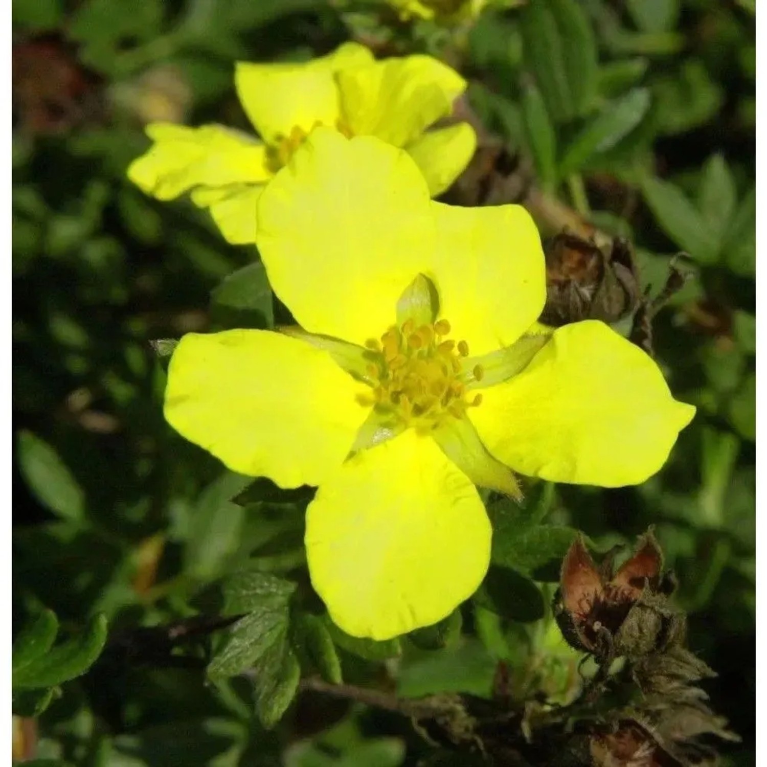 10x Kleiner Spierstrauch Longacre - Potentilla fruticosa