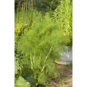 Fenchel (Foeniculum Vulgare) im 9x9 cm Topf, grüne Staude für sonnige Standorte.