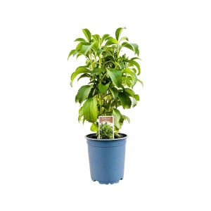 Stevia Pflanze im Topf, grüne Blätter. Ideal für Beet und Kübel.