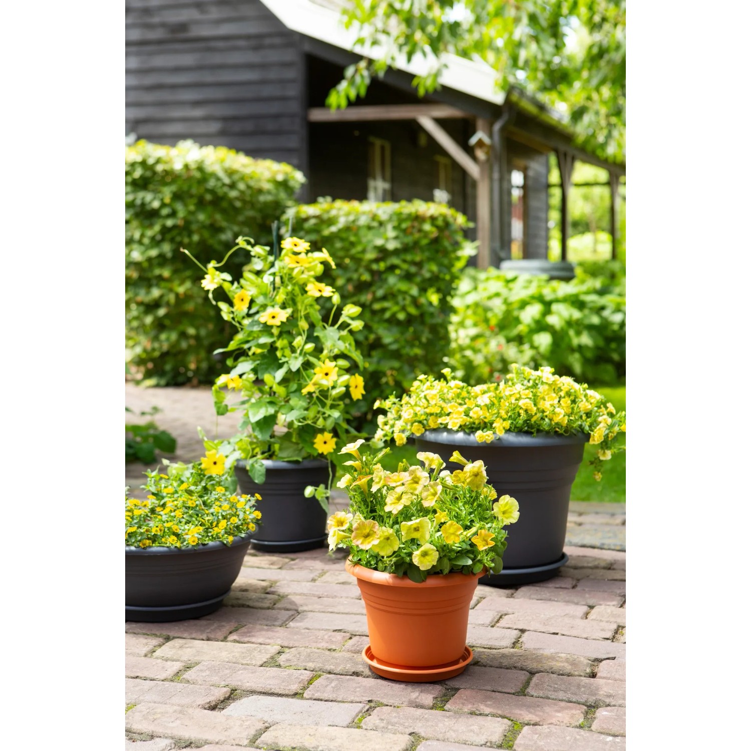 Verschiedene Florus Pflanztöpfe Fiore Alessia in Anthrazit und Terrakotta mit gelben Blumen im Garten.