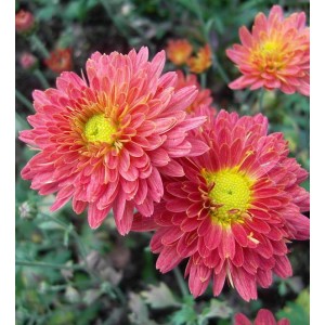Nahaufnahme: Winterastern Oury mit rosa Blüten und gelber Mitte. Chrysanthemum hortorum.