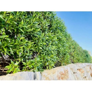 Baumfink Kirschlorbeer Hecke im Topf, 15-30cm hoch, immergrün und blickdicht.