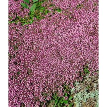 Teppich Thymian Kaufen Bei OBI teppich-thymian-kaufen-bei-obi
