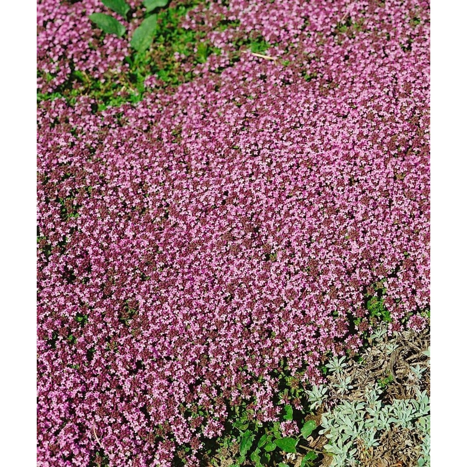 Thymus Serpyllum Magic Carpet Teppich-Thymian Ca. 9x9 cm Topf günstig online kaufen