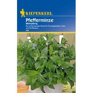 Kiepenkerl Pfefferminze mehrjährig im Topf, frische grüne Blätter. Kräutersamen für Tee und Duftkissen.