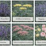 Themenset NaturHarmonie: 18 Stauden (Ajuga, Achillea, Nepeta, Salvia, Sedum, Alcea) im 9 cm Topf.