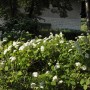 Ballhortensie Lime Rickey mit weißen Blüten im Garten.