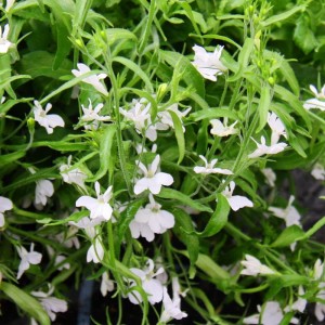 Hängende, weiße Männertreu (Lobelia richardii) im 11cm Topf, 3er Set für Balkon und Ampel.