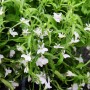 Hängende, weiße Männertreu (Lobelia richardii) im 11cm Topf, 3er Set für Balkon und Ampel.