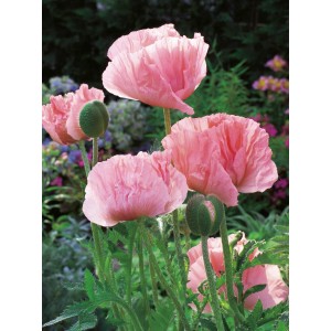 Rosafarbener Orientalischer Mohn 'Helen Elisabeth' von GROW by OBI, ca. 60cm hoch.