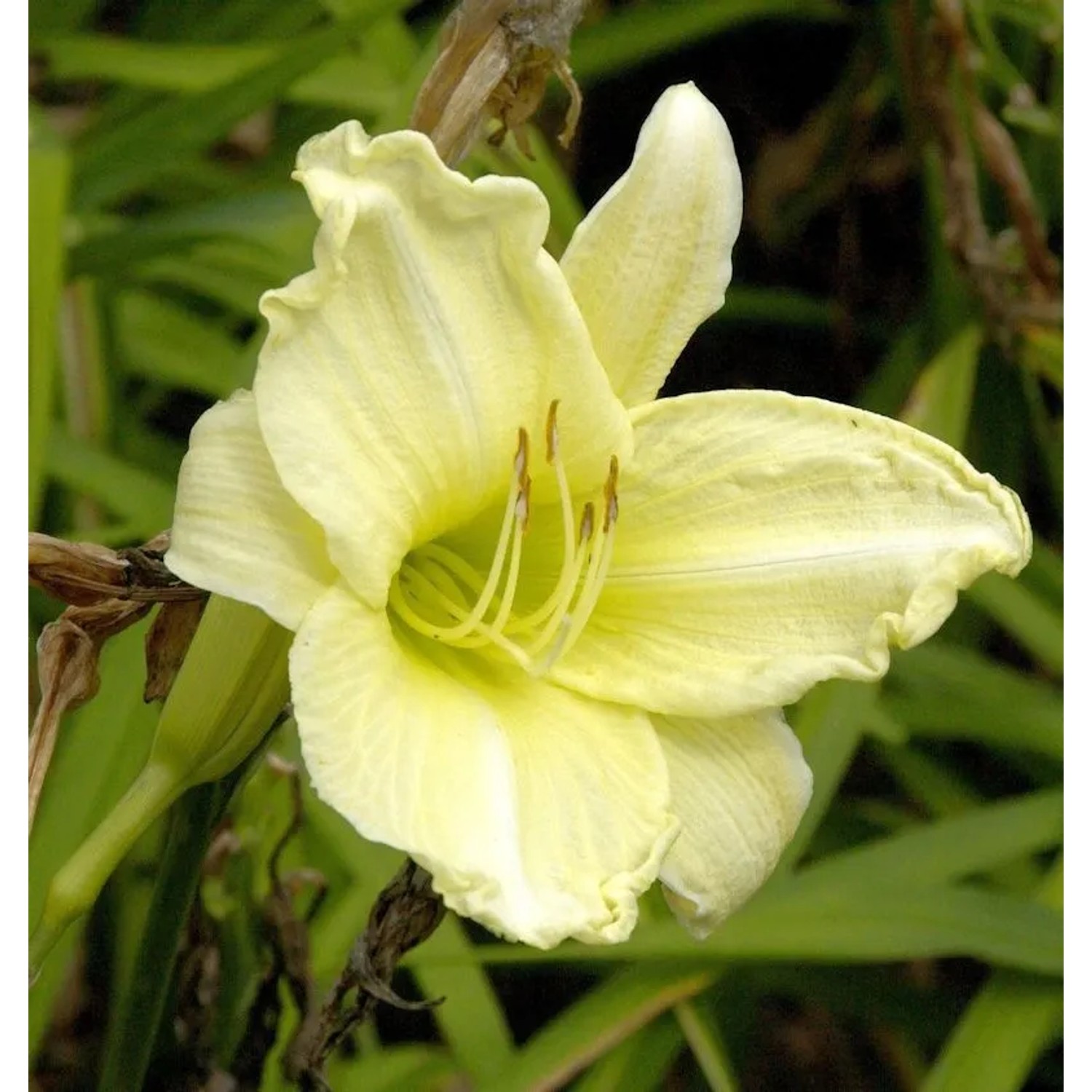 Taglilie Fragrant Treasure - Hemerocallis