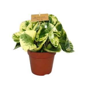 Exotenherz Peperomia im 12cm Topf, 3er Set mit grün-gelb panaschierten Blättern.