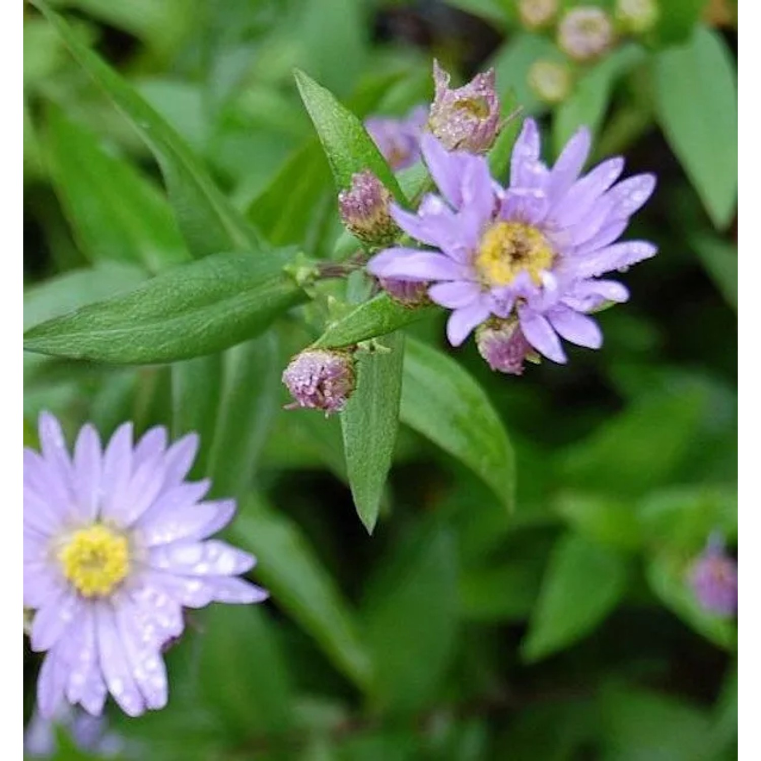 Glattblattaster Blaue Nachhut - Aster novi belgii