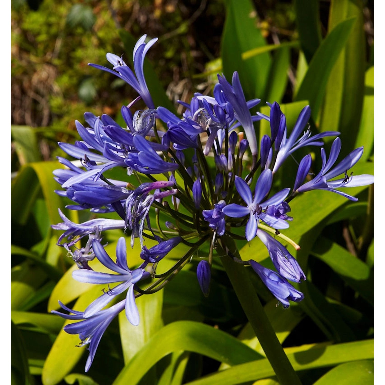 Liebesblume Schmucklilie Midnight Dream - Agapanthus günstig online kaufen