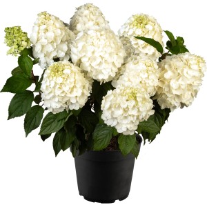 Rispenhortensie Mont Blanc im Topf mit weißen Blütenständen und grünen Blättern.