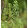 Detailaufnahme der Eberraute (Artemisia abrotanum), einer grünen Staude.