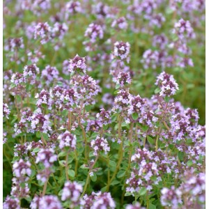 Blühender Zitronen-Kümmel-Thymian (Thymus herba-barona) im Garten.