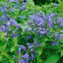 Blühende Japanische Katzenminze (Nepeta Subsessilis) im 9x9 cm Topf. Blaue Blüten und grüne Blätter.