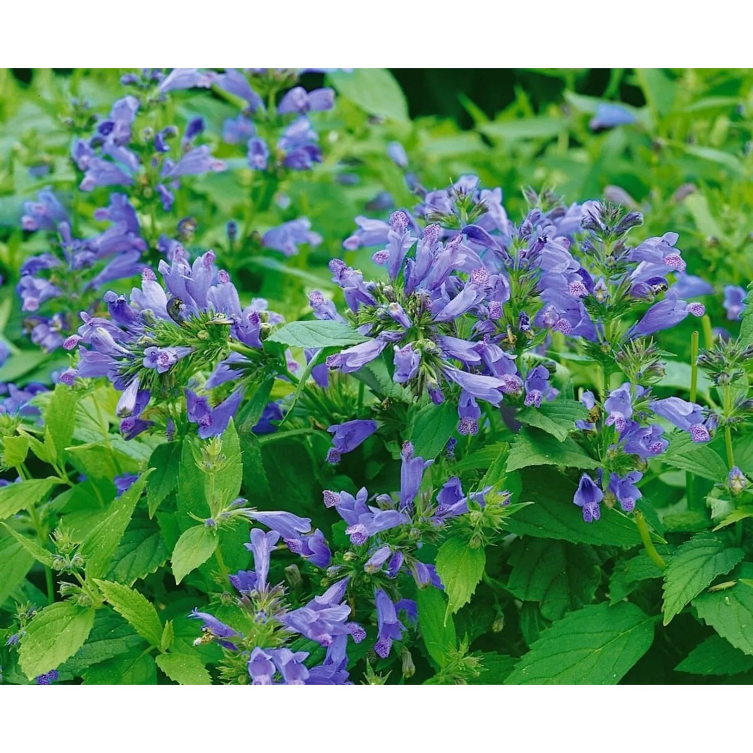 Blühende Japanische Katzenminze (Nepeta Subsessilis) im 9x9 cm Topf. Blaue Blüten und grüne Blätter.