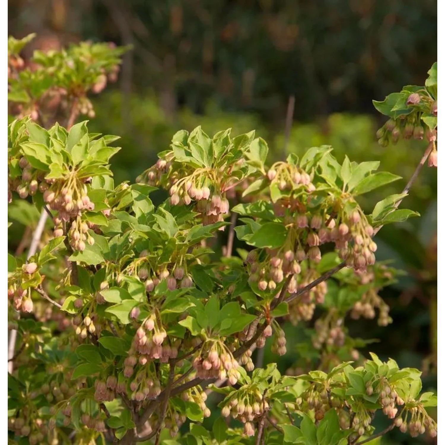 Prachtglocke Craklyn Rosie 60-80cm - Enkianthus campanulatus