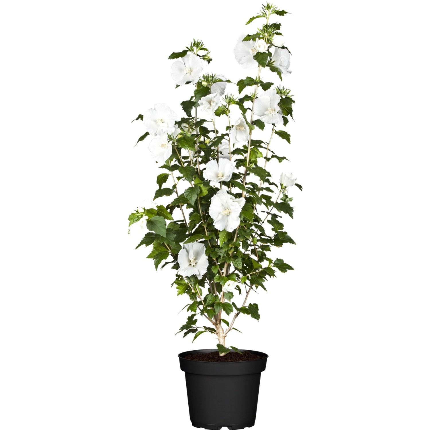 OBI Roseneibisch Weiß Höhe ca. 30 - 40 cm Topf ca. 3 l Hibiscus günstig online kaufen