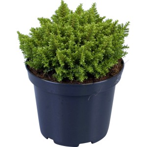 Strauchveronika Green Globe im Topf, grüne Strukturpflanze für Beet und Balkon.