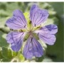Nahaufnahme einer lila Blüte des Kaukasus Storchschnabel 'Philppe Vapelle' (Geranium renardii).