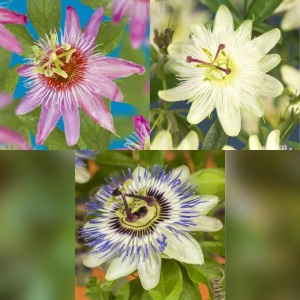 Exotenherz Kletterpflanzen Passionsblume Passiflora Tricolor 3er Set 11cm Topf