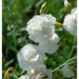 Nahaufnahme der weißen Blüten der Federnelke Haytor White (Dianthus plumarius).