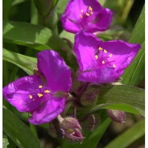 Nahaufnahme der purpurroten Blüten der Dreimasterblume 'Karminglut'.