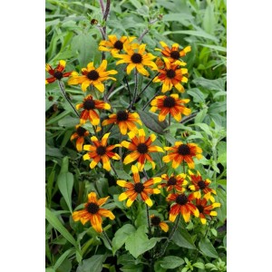 Dreilappiger Sonnenhut 'Prairie Glow' im Topf, gelb-rote Blüten mit dunkler Mitte.