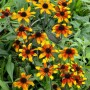 Dreilappiger Sonnenhut 'Prairie Glow' im Topf, gelb-rote Blüten mit dunkler Mitte.