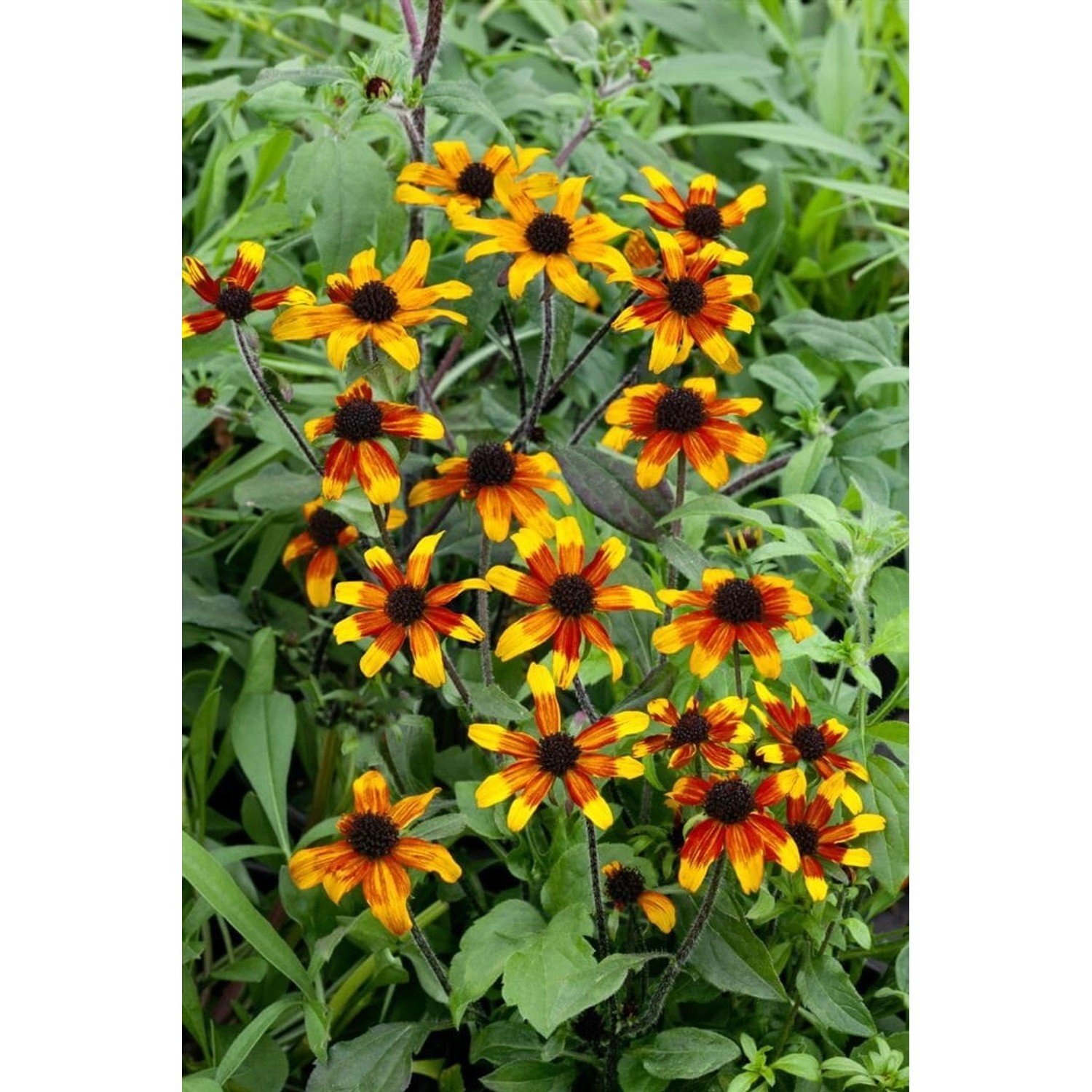Rudbeckia Triloba Prairie Glow Dreilappiger Sonnenhut Ca. 11x11 cm Topf günstig online kaufen