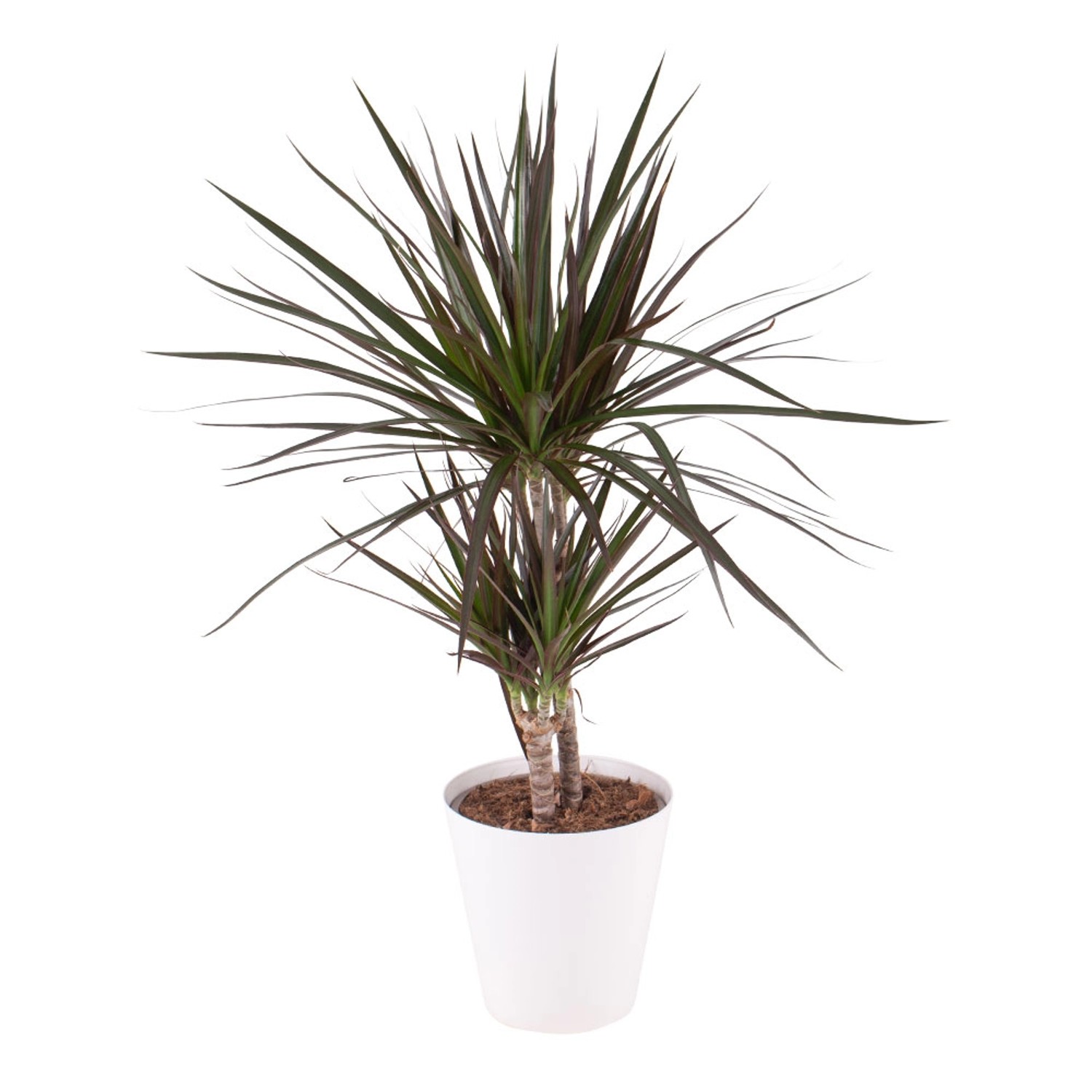 Drachenbaum Gratis Topf Zimmerpflanze Höhe ca. 70 cm  Topf-ø 17 cm Dracaena Marginata