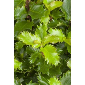 Nahaufnahme der Ilex Meserveae Little Rascal Kugel, ein immergrüner Strauch mit glänzenden, dunkelgrünen Blättern.