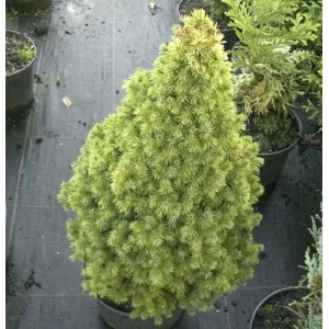 weihnachtsbaum künstlich amazon Künstlicher Weihnachtsbaum Tannenbaum grün künstlich 180 cm täuschend  naturgetreuer Tannenbaum (PREMIUM)