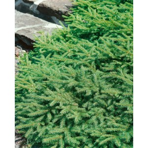 Kompakte Zwergfichte Picea Abies Pumila mit grünen Nadeln, ideal für kleine Gärten.