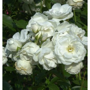 Nahaufnahme der weißen Hochstamm Rose Schneewittchen mit grünen Blättern.