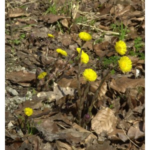 Foto von Huflattich (Tussilago farfara) mit leuchtend gelben Blüten im Garten zwischen Laub.