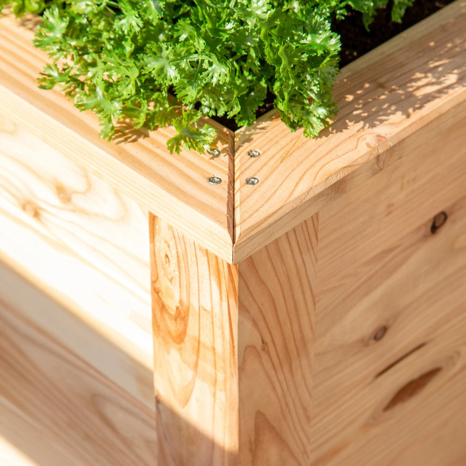 Detailansicht eines Westmann Hochbeets aus Lärche, naturbelassen, mit Bepflanzung.