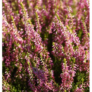 Nahaufnahme der rosafarbenen Knospenheide Gardengirls Theresa (Calluna vulgaris).