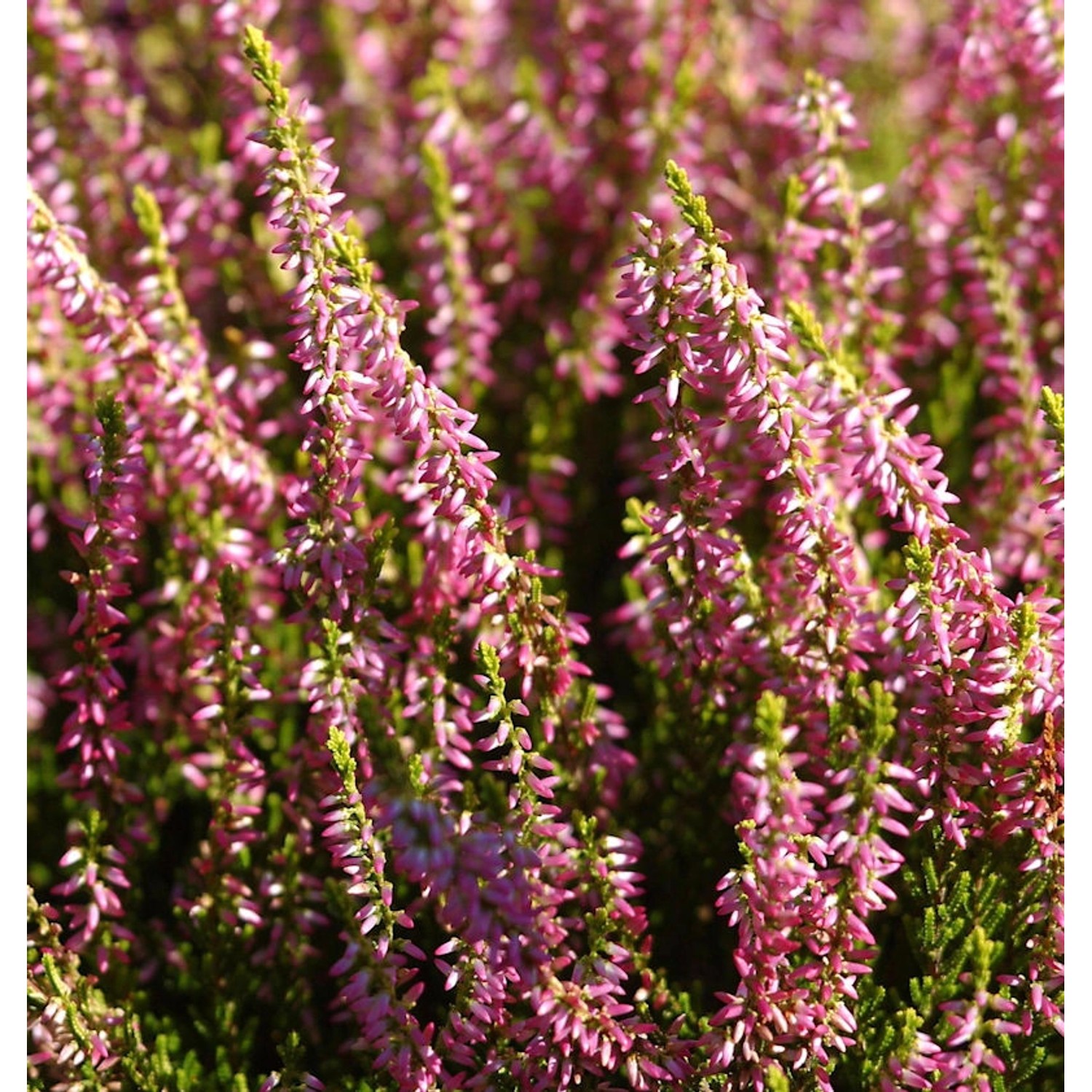 10x Knospenheide Gardengirls Theresa - Calluna vulgaris günstig online kaufen