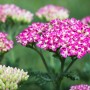 Sonnenbeet Themenset: Rosa Schafgarbe und weitere Stauden für trockene, sonnige Standorte.