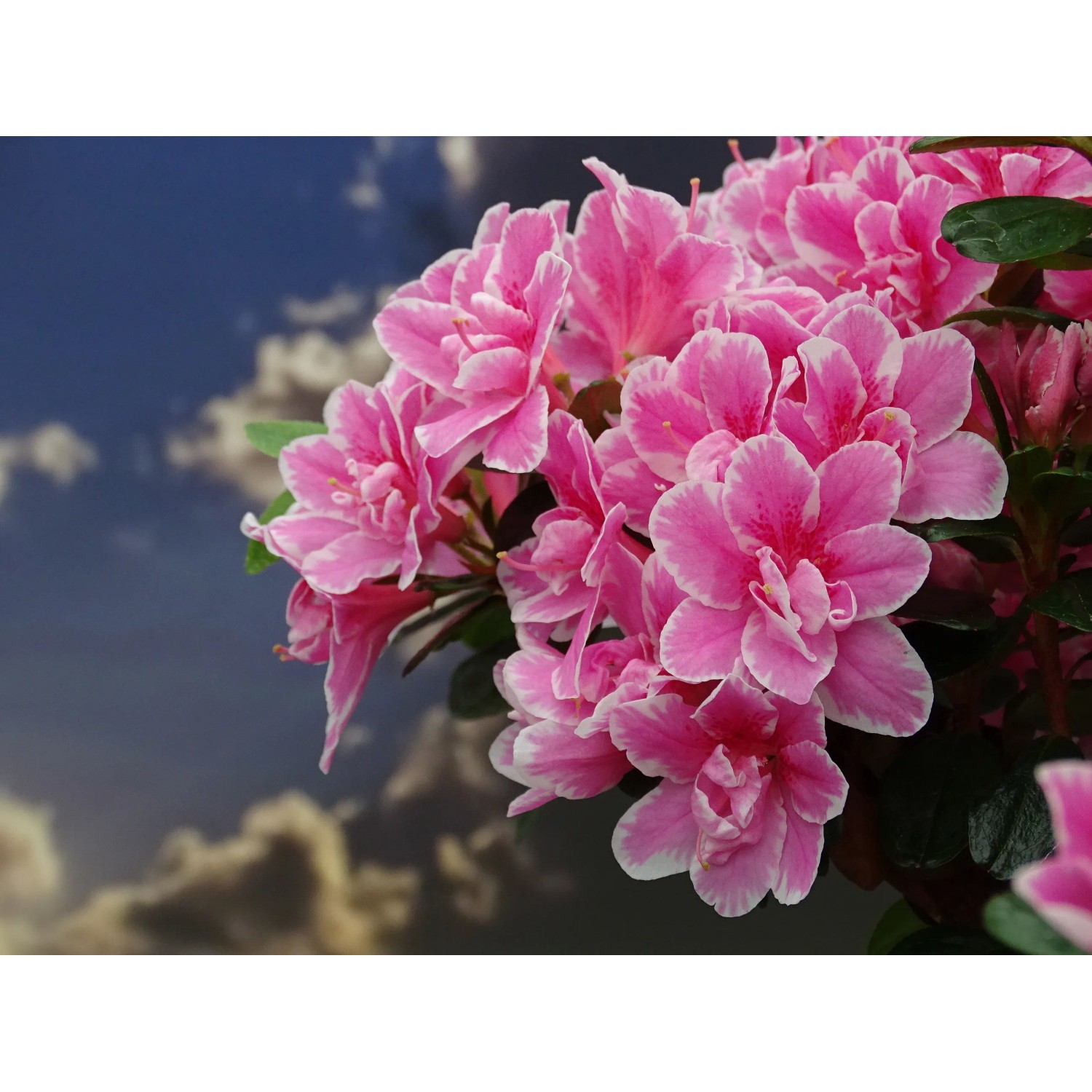 Japanische Azalee Pink Poetry Hhe 10-20 cm Topf 2,3 l kaufen bei OBI