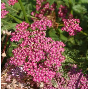 Nahaufnahme der Schafgarbe Heidi (Achillea millefolium) mit pinkfarbenen Blüten.