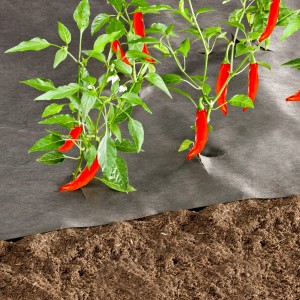 Windhager Unkrautvlies 10x1m, 50g/m² mit Chili Pflanzen im Garten.
