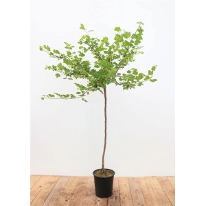 Stachelbeere 'Hinnonmäki Gelb' als Stamm, ca. 90 cm hoch, im Topf. Ideal für Garten und Kübel.